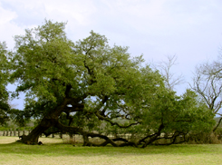 Live Oak at Johnson Settlement