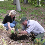 Two people, the man in a National Park Service uniform, plant a small tree in the ground.