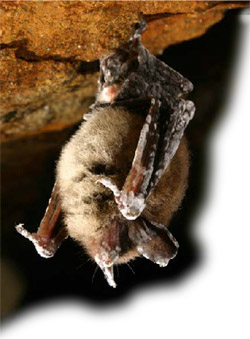 Bat displaying symptoms of White-Nose Syndrome. Image courtesy of Peter Youngbaer.