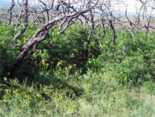 Mountain shrub community.