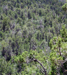 Pinyon-juniper woodland.