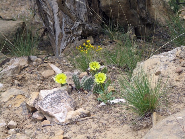 A single layer of eight, green, prickly pear cactus pads, covered with spines and topped with three yellow flowers