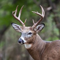 A deer with large antlers.