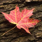 A red maple leaf laying on the bark of a maple log.