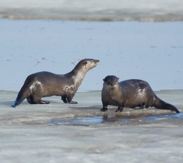 Two otters on river ice