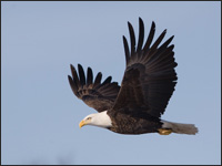 Bald Eagle flying.