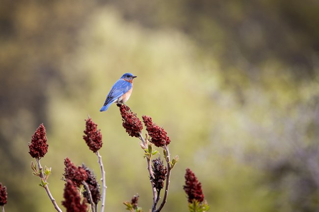 A bright blue bird sits on a red sumac seed head.