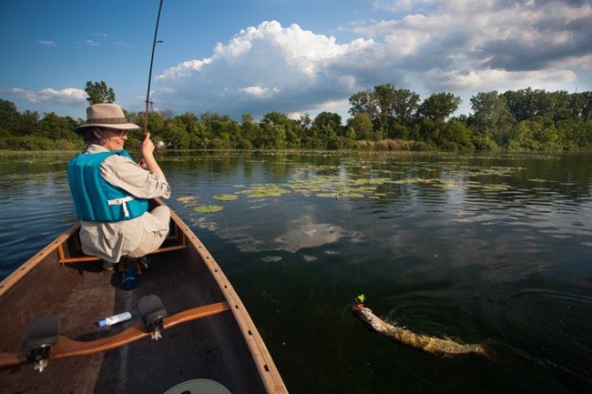 A woman catches a large fish from a canoe.