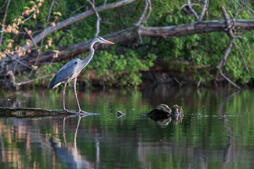 A Great Blue Heron stands over a downed tree overlooking the Mississippi River.