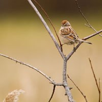 A bird perches on a twig.