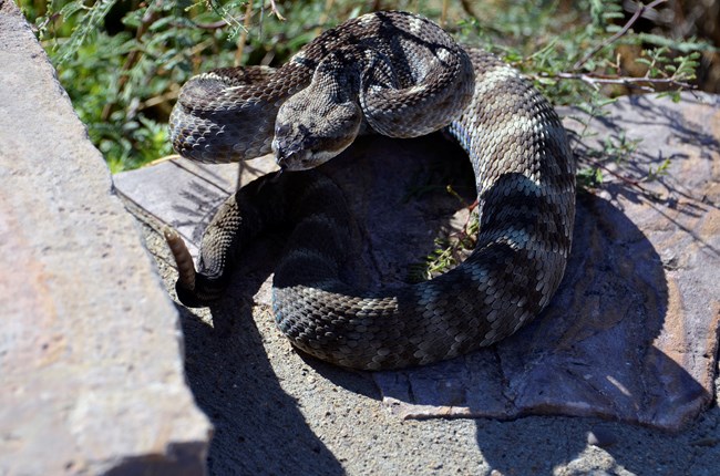 a coiled up rattlesnake with a black tail