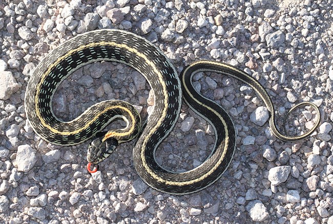 a small snake that is mostly black with a white stripe along its sides, a yellow stripe along its back, and a black patch behind its mostly gray head