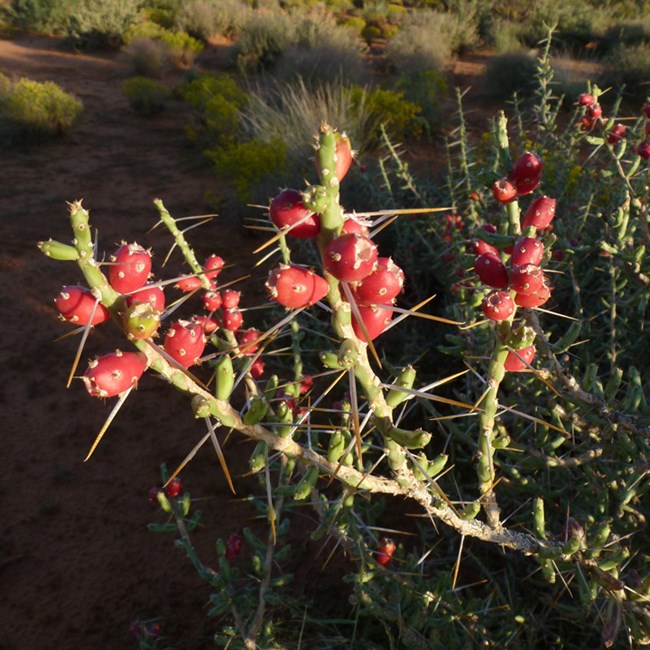 a cactus with very narrow stems covered in long spines with bright red fruits near the end of several stems