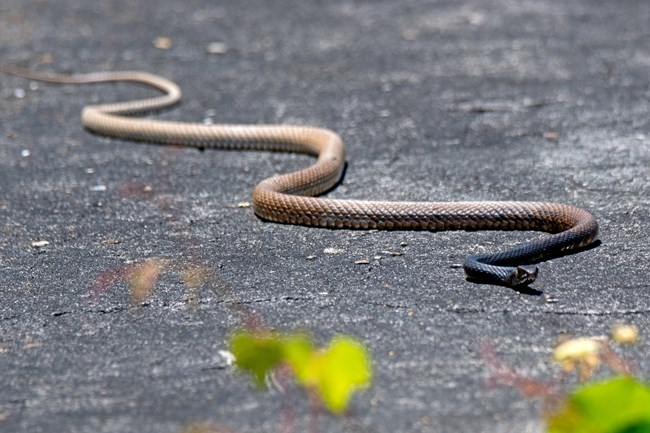 a pink snake with a black head