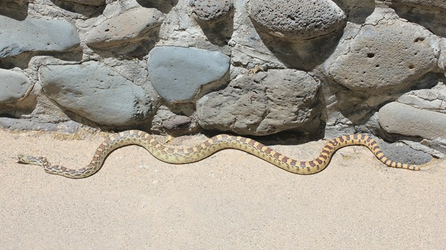 a large snake with bark brown patches along its back with thick stripes down its tail