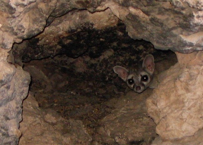 a ringtail peeking out from a small cave