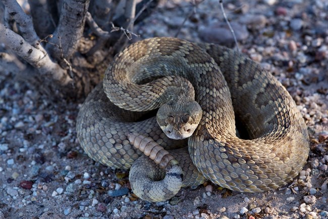 a coiled, greenish brown rattlesnake with thick white bands and thin black bands around its tail