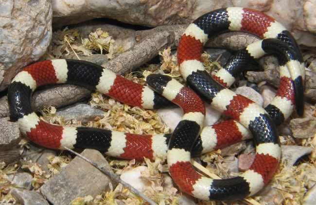 a brightly colored snake with alternating bands of black and red divided by yellow bands