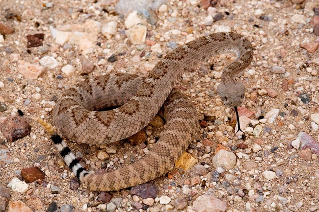 a coiled up rattlesnake with black and white rings on its tail and diamond markings on its back