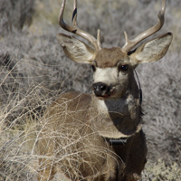 Mule deer buck with radio collar Mule deer buck with radio collar