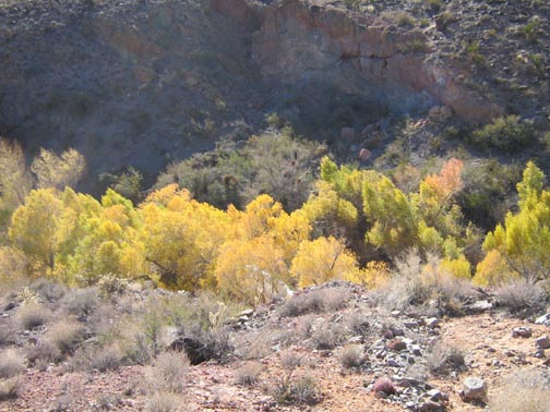 Cottonwoods near a spring turning their autumn colors.