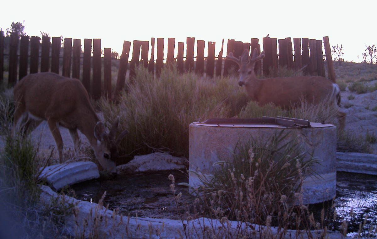 Mule deer at old water trough.