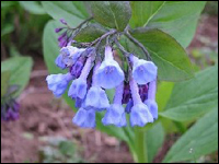 Virginia bluebell