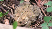 American toad