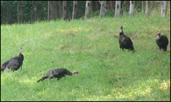 Turkeys