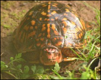 Box turtle