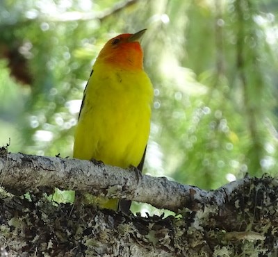 A bright red-yellow bird on a branch.