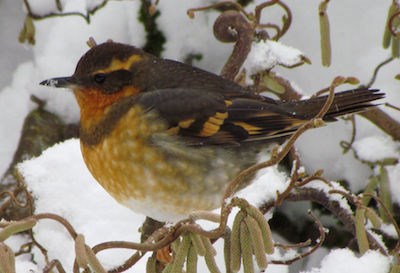 A puffed-up orange and black bird on a snowy branch.
