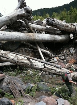 The remains of large tree trunks jumbled together after a debris flow along Kautz Creek. Park geologist for scale.