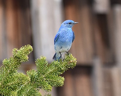 A bright blue bird perches on a fir tree branch.