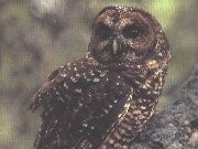 Northern spotted owl