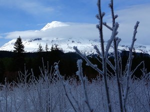 Frosted alder saplings frame a snowy Mount Rainier ringed with clouds.
