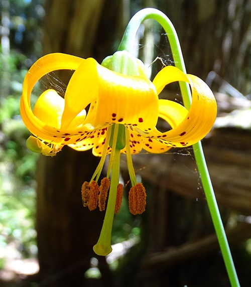 A large lily with bright yellow petals with reddish-brown spots that curl back from a long pistil and stamens. Clinging to the underside of one petal is a yellow spider.