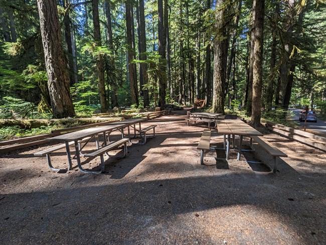 Four picnic tables on packed dirt are surrounded by tall evergreen trees.
