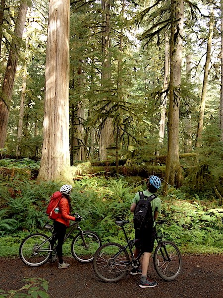 Two bicyclists stop along a gravel path to look up at tall trees in a dense forest.