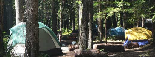 Several tents - in shades of blue, yellow, and green - are tucked between the trees in one of Mount Rainier's campgrounds.