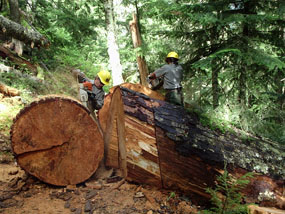 A large blowdown on the Wonderland Trail