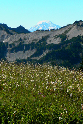 A Paradise Meadow with a view of Mount Adams in the distance.