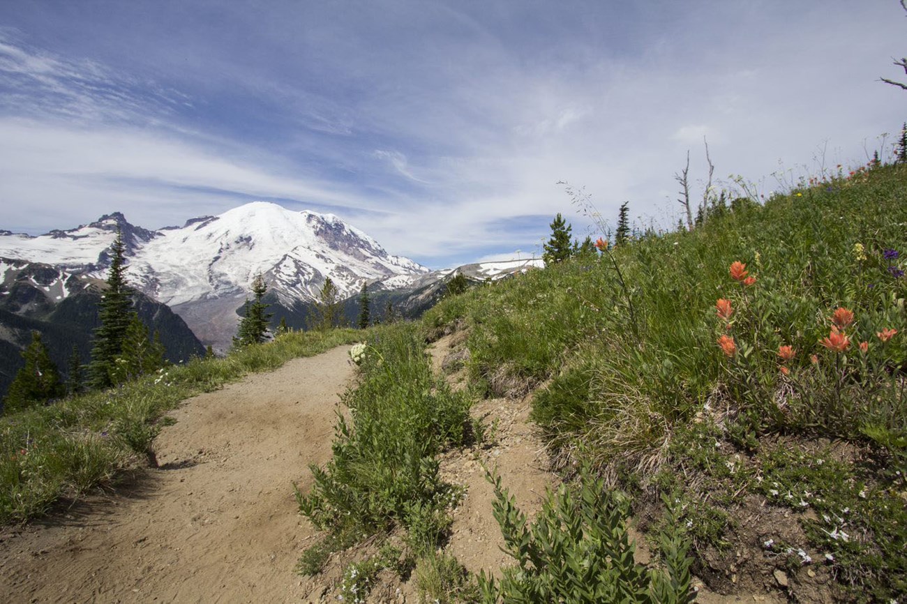 A dirt trail follows a green hillside dotted with some scarlet paintbrush flowers. Mount Rainier is in the distance.