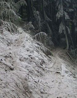 Trees and trail covered with gray mud carried by a debris flow.