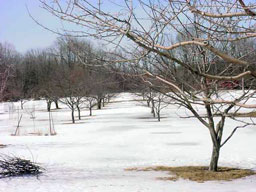 The Wick Orchard in the winter. The Wick Orchard in the winter.