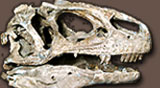 An allosaurus skull.  Click here to go back website start.