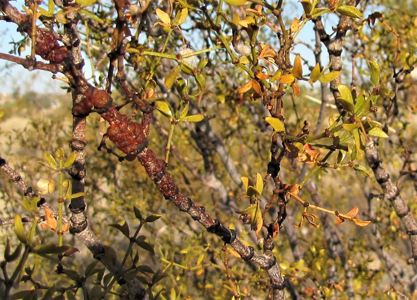 Creosote lac on stem