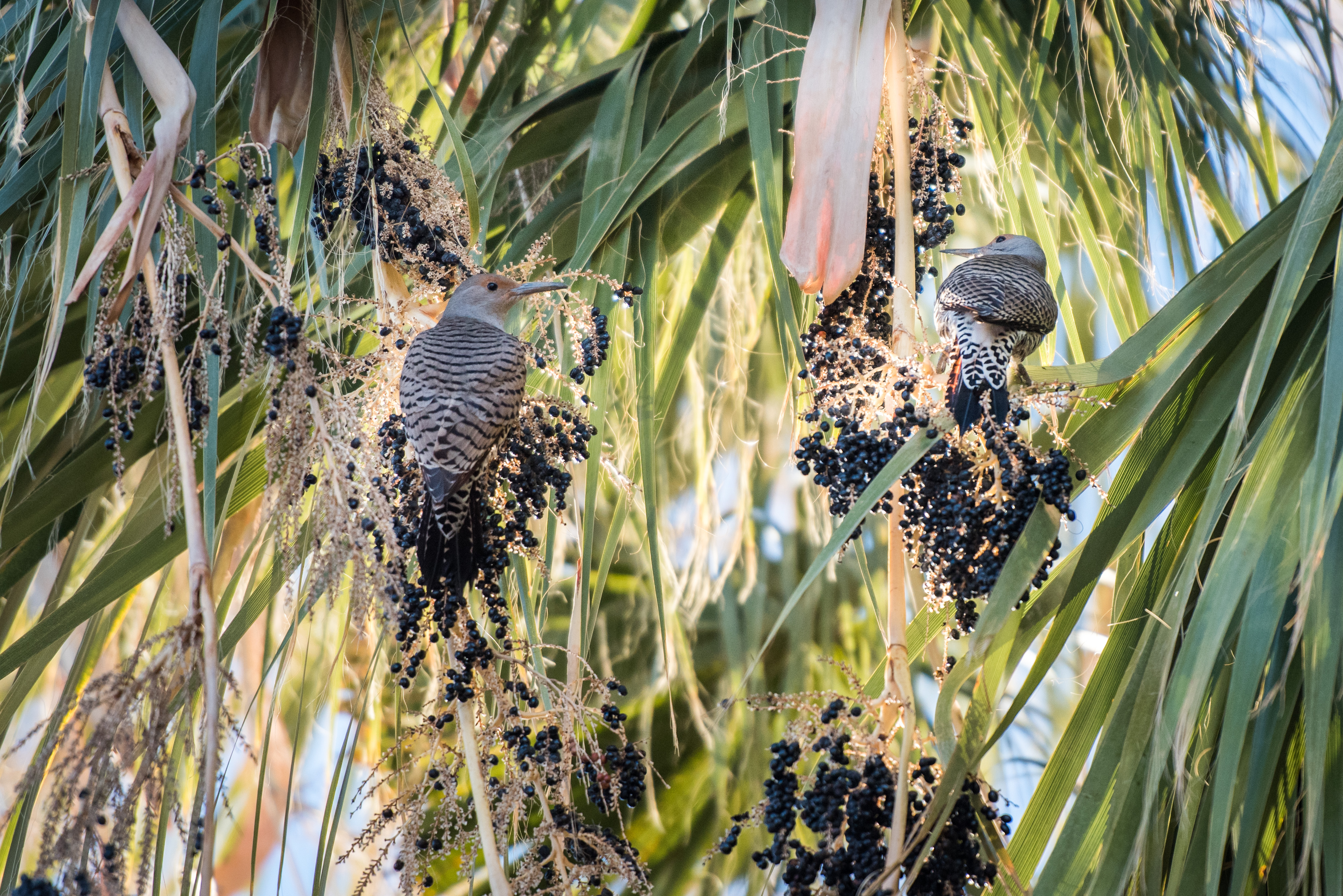 Northern Flickers eating palm fruit
