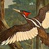 Image of painting titled Ivory-Billed Woodpeckers