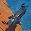 Image of painting titled California Condor